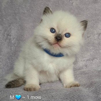 chaton Ragdoll seal point Ragdoll Des Nuages Enchantés chaton Ragdoll seal point Ragdoll Des Nuages Enchantés