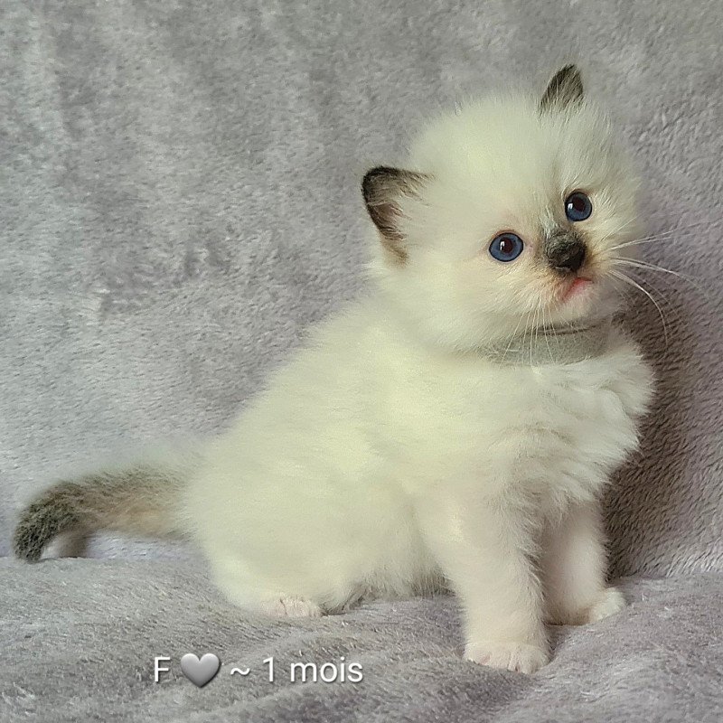 W Des Nuages Enchantés Femelle Ragdoll