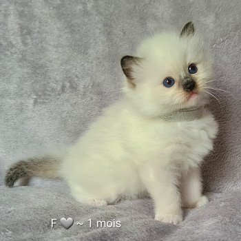 chaton Ragdoll black mitted Ragdoll Des Nuages Enchantés chaton Ragdoll black mitted Ragdoll Des Nuages Enchantés
