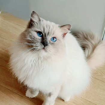 Armani Mâle Ragdoll