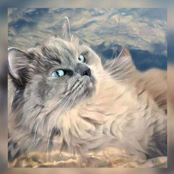 chat Ragdoll blue mink Symphony Ragdoll Des Nuages Enchantés ⛅