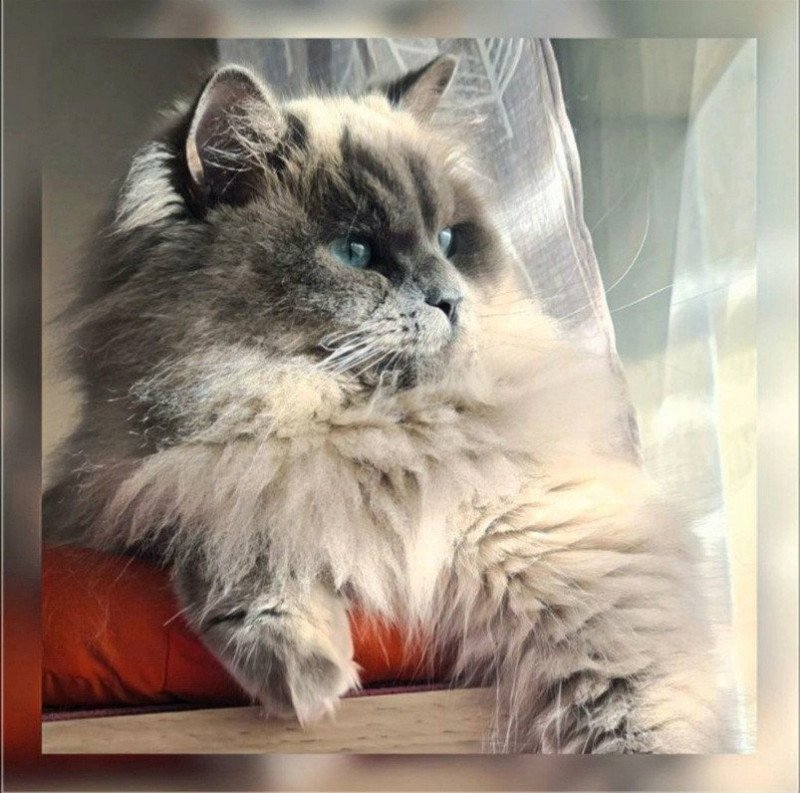 Symphony Femelle Ragdoll