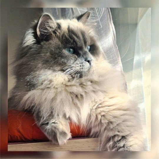 Symphony Femelle Ragdoll