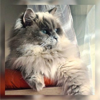 chat Ragdoll blue mink Symphony Ragdoll Des Nuages Enchantés ⛅