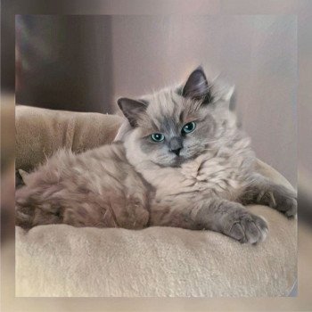 chat Ragdoll blue mink Symphony Ragdoll Des Nuages Enchantés ⛅