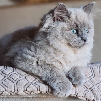 chat Ragdoll blue mink Symphony Ragdoll Des Nuages Enchantés