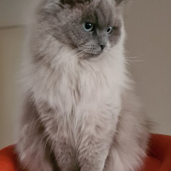 chat Ragdoll blue mink Symphony Ragdoll Des Nuages Enchantés