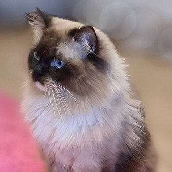 Theo Mâle Ragdoll