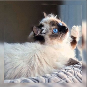 chat Ragdoll black mitted Tosca Ragdoll Des Nuages Enchantés ⛅