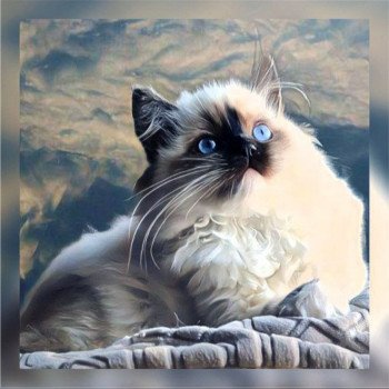 chat Ragdoll black mitted Tosca Ragdoll Des Nuages Enchantés ⛅