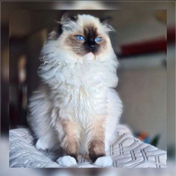 chat Ragdoll black mitted Tosca Ragdoll Des Nuages Enchantés ⛅