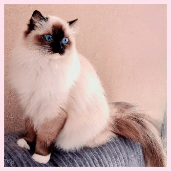 chat Ragdoll black mitted Tosca Ragdoll Des Nuages Enchantés