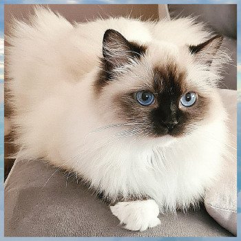 chat Ragdoll black mitted Tosca Ragdoll Des Nuages Enchantés