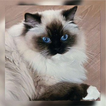 chat Ragdoll black mitted Tosca Ragdoll Des Nuages Enchantés