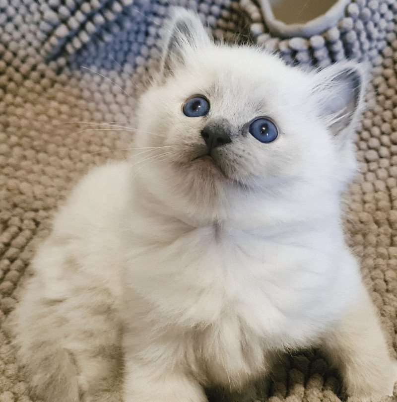 Zéphyr Des Nuages Enchantés Mâle Ragdoll