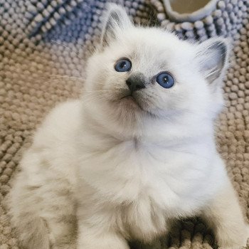 chaton Ragdoll blue point Zéphyr Ragdoll Des Nuages Enchantés