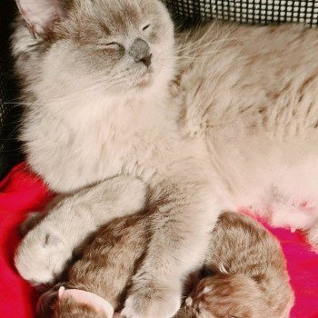 Chaton Ragdoll  Ragdoll Des Nuages Enchantés ⛅