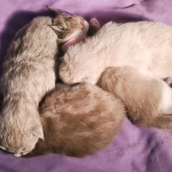 Chaton Ragdoll Symphony ❤ Prosper 2023 Ragdoll Des Nuages Enchantés Chaton Ragdoll Symphony ❤ Prosper 2023 Ragdoll Des Nuages Enchantés