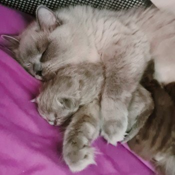 Chaton Ragdoll Symphony ❤ Prosper 2023 Ragdoll Des Nuages Enchantés Chaton Ragdoll Symphony ❤ Prosper 2023 Ragdoll Des Nuages Enchantés