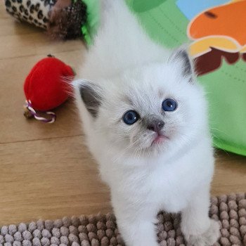 Chaton Ragdoll Symphony ❤ Theo 2024 Ragdoll Des Nuages Enchantés