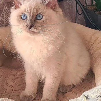 Chaton Ragdoll Symphony ❤ Theo 2024 Ragdoll Des Nuages Enchantés